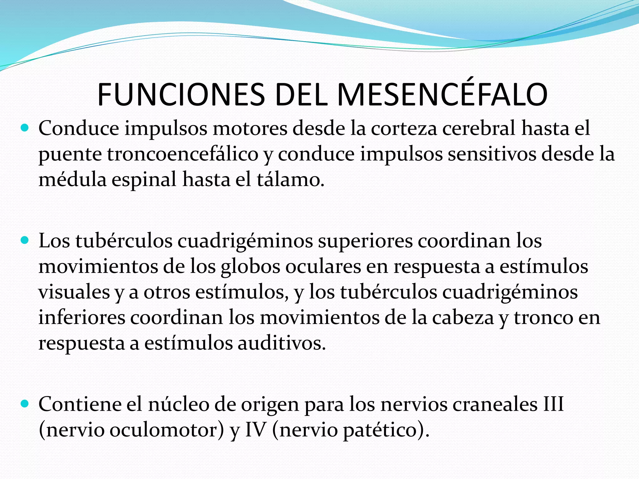 FUNCIONES DEL MESENCÉFALO 
 Conduce impulsos motores desde la corteza cerebral hasta el 
puente troncoencefálico y conduce impulsos sensitivos desde la 
médula espinal hasta el tálamo. 
 Los tubérculos cuadrigéminos superiores coordinan los 
movimientos de los globos oculares en respuesta a estímulos 
visuales y a otros estímulos, y los tubérculos cuadrigéminos 
inferiores coordinan los movimientos de la cabeza y tronco en 
respuesta a estímulos auditivos. 
 Contiene el núcleo de origen para los nervios craneales III 
(nervio oculomotor) y IV (nervio patético). 
 