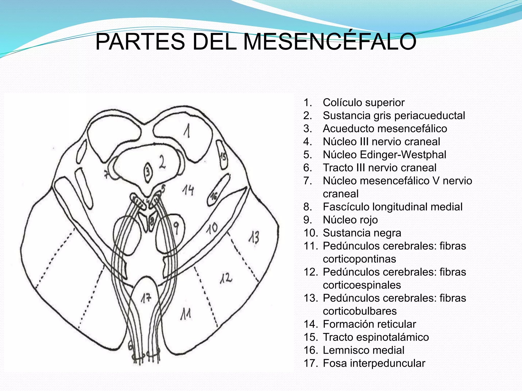 PARTES DEL MESENCÉFALO 
1. Colículo superior 
2. Sustancia gris periacueductal 
3. Acueducto mesencefálico 
4. Núcleo III nervio craneal 
5. Núcleo Edinger-Westphal 
6. Tracto III nervio craneal 
7. Núcleo mesencefálico V nervio 
craneal 
8. Fascículo longitudinal medial 
9. Núcleo rojo 
10. Sustancia negra 
11. Pedúnculos cerebrales: fibras 
corticopontinas 
12. Pedúnculos cerebrales: fibras 
corticoespinales 
13. Pedúnculos cerebrales: fibras 
corticobulbares 
14. Formación reticular 
15. Tracto espinotalámico 
16. Lemnisco medial 
17. Fosa interpeduncular 
 