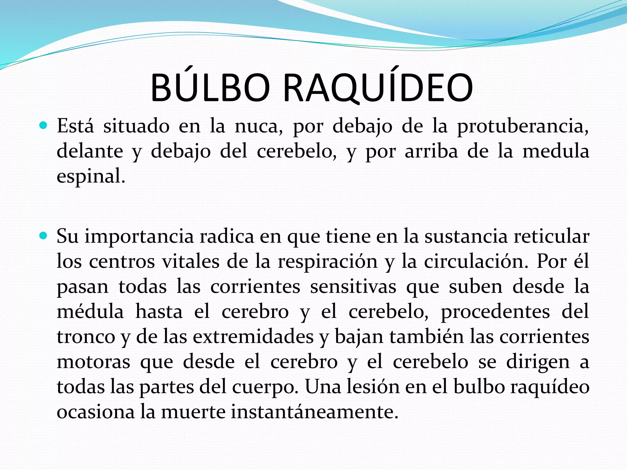 BÚLBO RAQUÍDEO 
 Está situado en la nuca, por debajo de la protuberancia, 
delante y debajo del cerebelo, y por arriba de la medula 
espinal. 
 Su importancia radica en que tiene en la sustancia reticular 
los centros vitales de la respiración y la circulación. Por él 
pasan todas las corrientes sensitivas que suben desde la 
médula hasta el cerebro y el cerebelo, procedentes del 
tronco y de las extremidades y bajan también las corrientes 
motoras que desde el cerebro y el cerebelo se dirigen a 
todas las partes del cuerpo. Una lesión en el bulbo raquídeo 
ocasiona la muerte instantáneamente. 
 