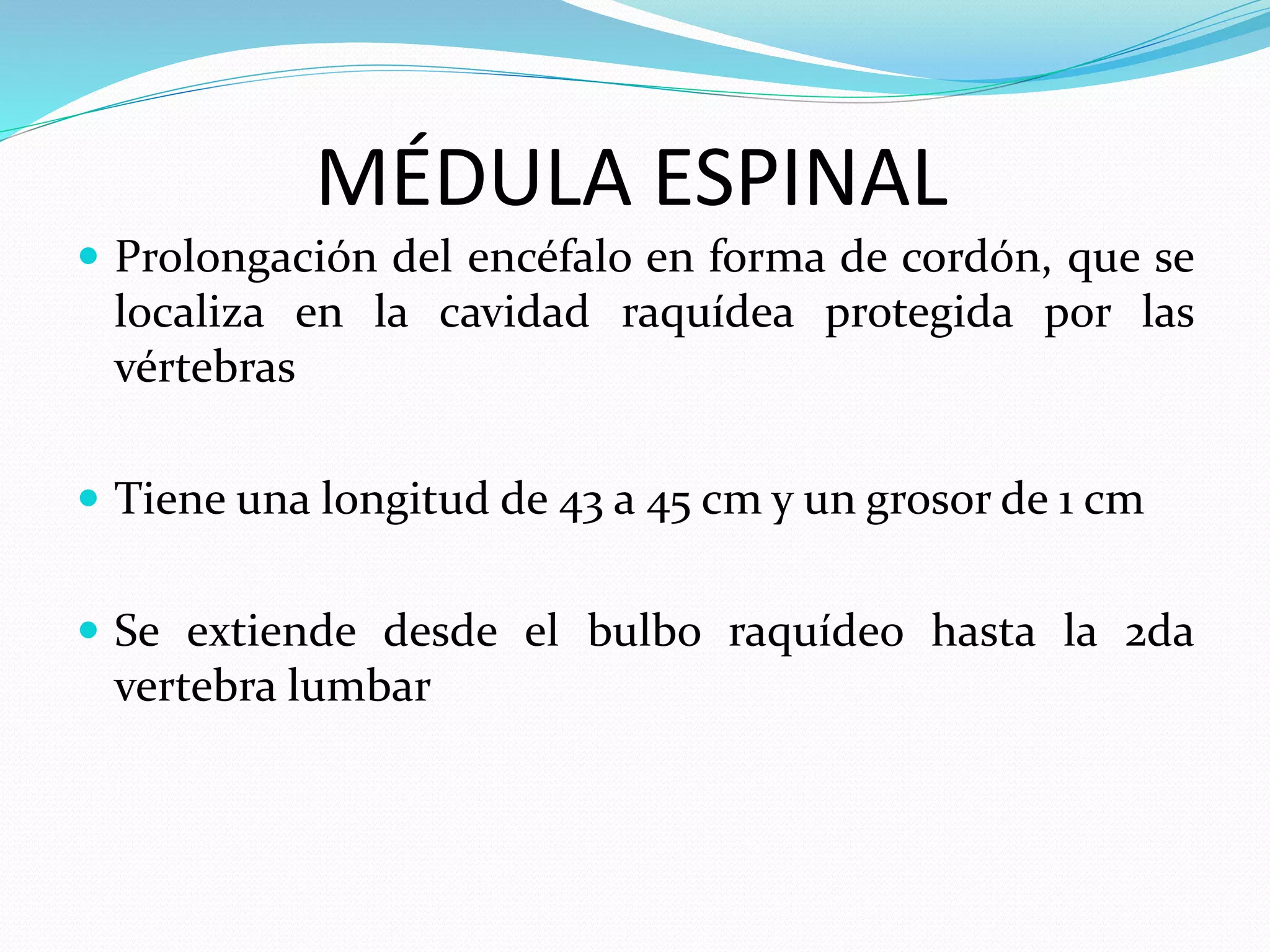 MÉDULA ESPINAL 
 Prolongación del encéfalo en forma de cordón, que se 
localiza en la cavidad raquídea protegida por las 
vértebras 
 Tiene una longitud de 43 a 45 cm y un grosor de 1 cm 
 Se extiende desde el bulbo raquídeo hasta la 2da 
vertebra lumbar 
 