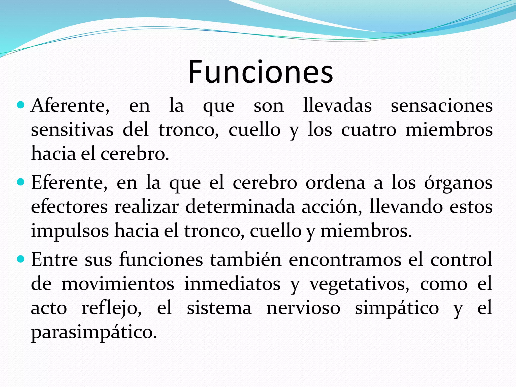 Funciones 
 Aferente, en la que son llevadas sensaciones 
sensitivas del tronco, cuello y los cuatro miembros 
hacia el cerebro. 
 Eferente, en la que el cerebro ordena a los órganos 
efectores realizar determinada acción, llevando estos 
impulsos hacia el tronco, cuello y miembros. 
 Entre sus funciones también encontramos el control 
de movimientos inmediatos y vegetativos, como el 
acto reflejo, el sistema nervioso simpático y el 
parasimpático. 
 