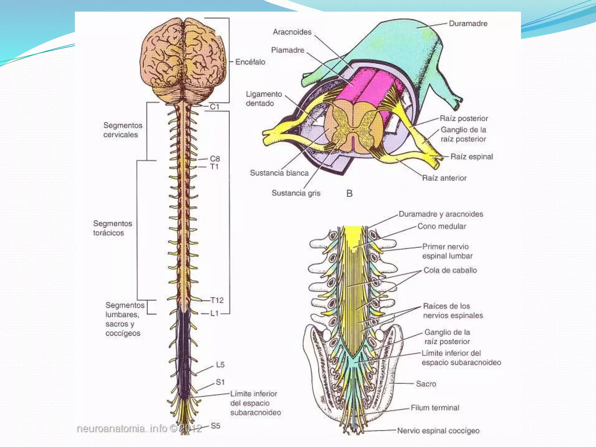 SNC sistema nervioso central 