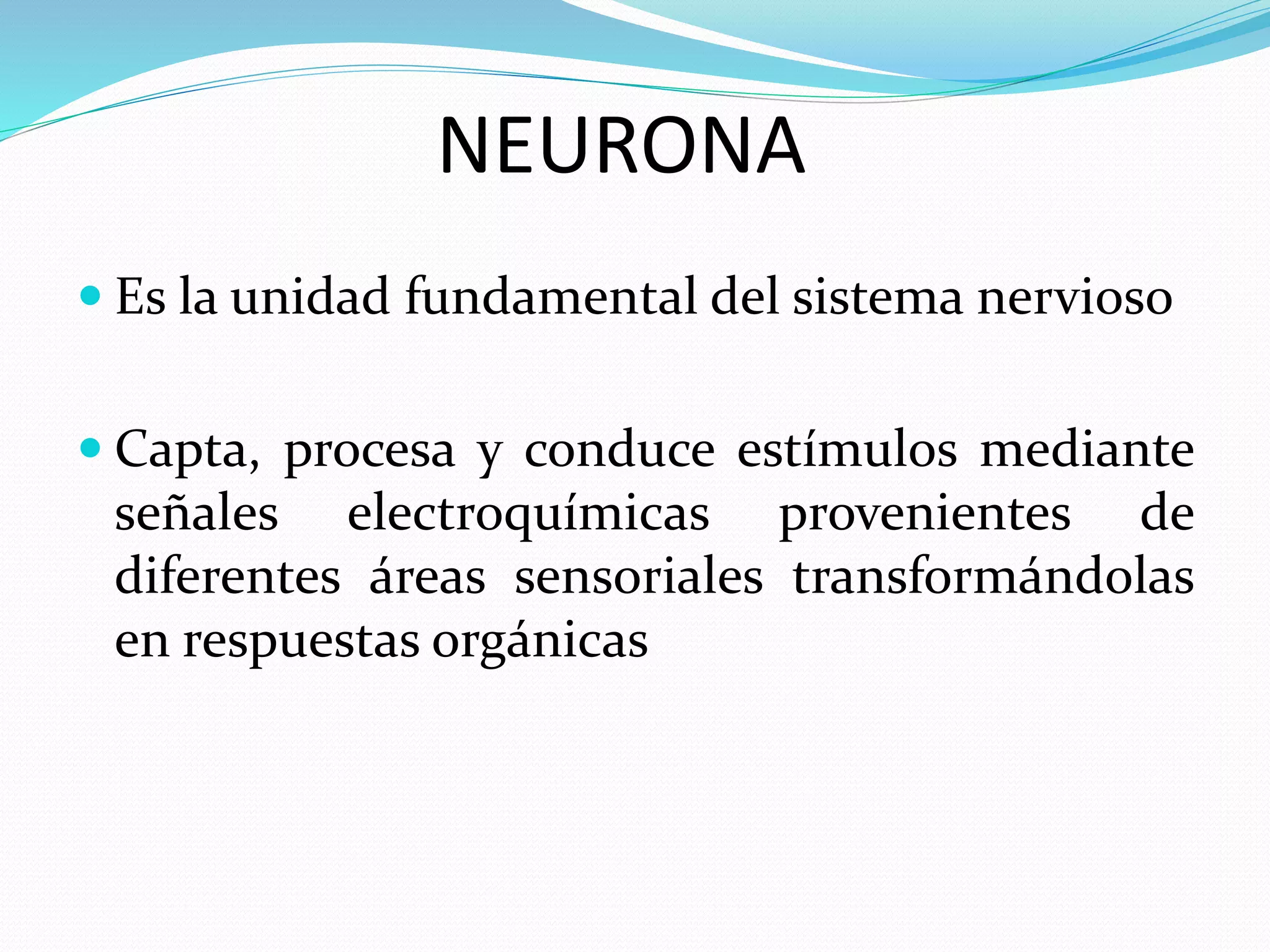 NEURONA 
 Es la unidad fundamental del sistema nervioso 
 Capta, procesa y conduce estímulos mediante 
señales electroquímicas provenientes de 
diferentes áreas sensoriales transformándolas 
en respuestas orgánicas 
 