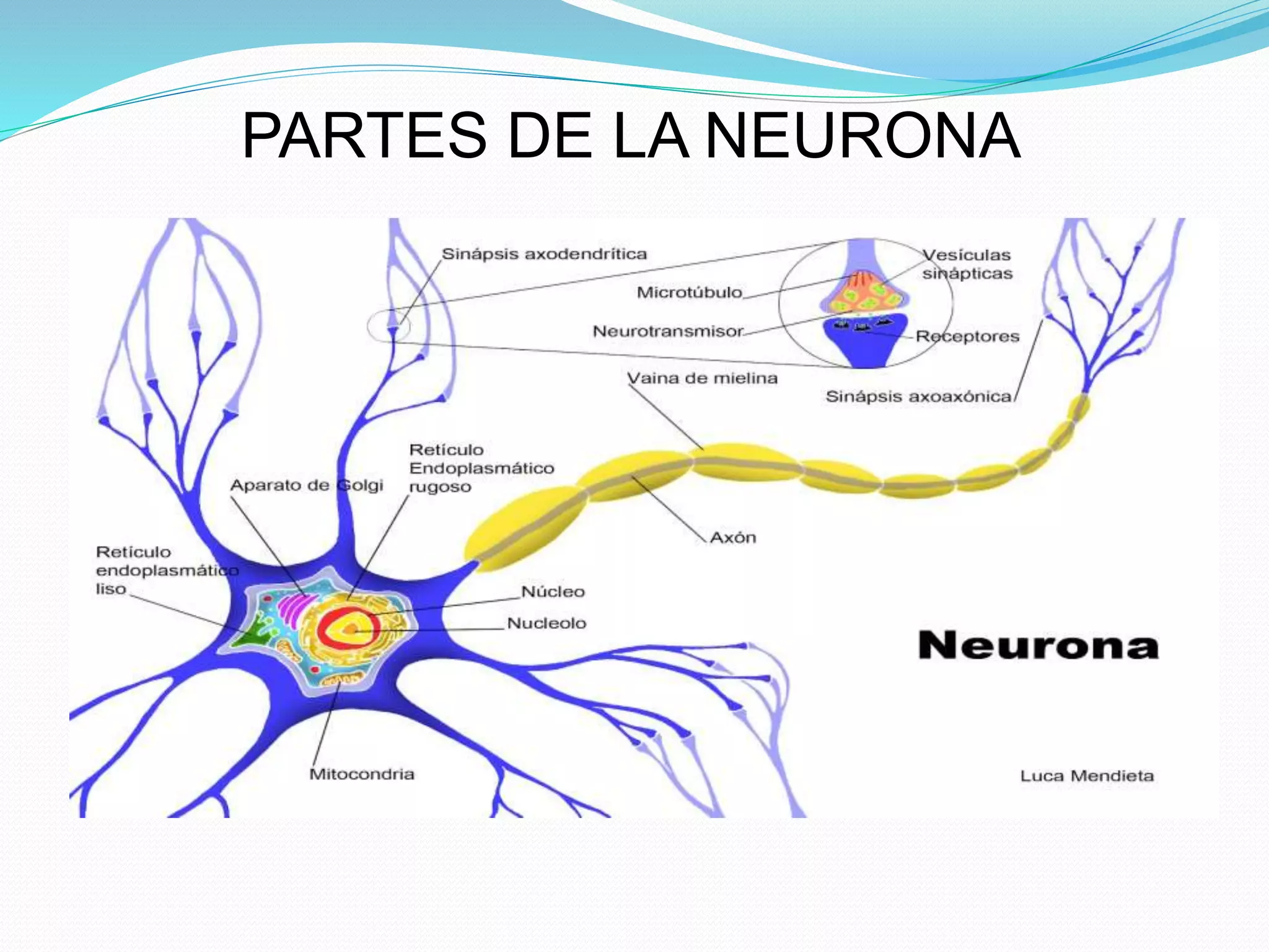 PARTES DE LA NEURONA 
 