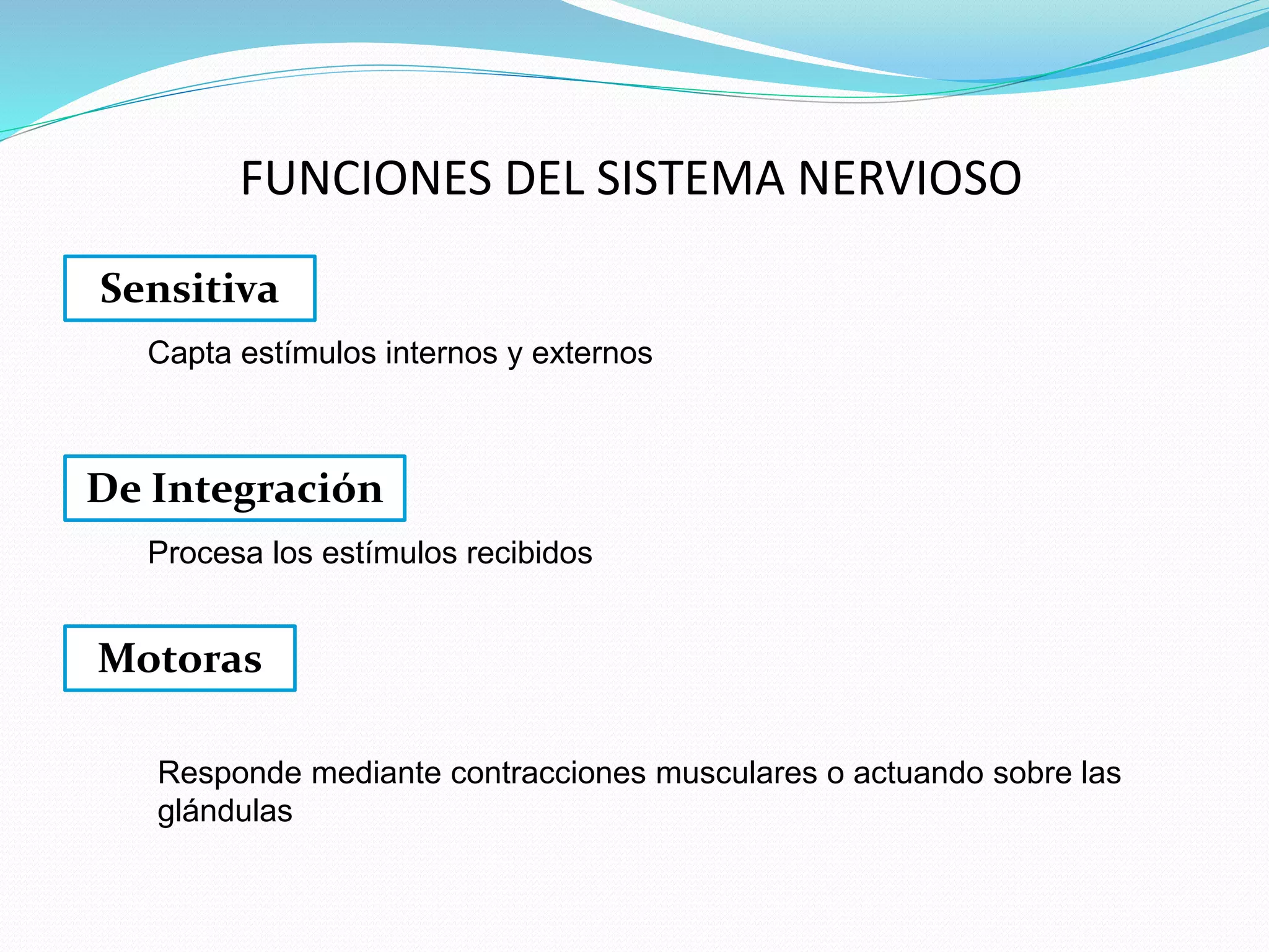 FUNCIONES DEL SISTEMA NERVIOSO 
Sensitiva 
Capta estímulos internos y externos 
De Integración 
Procesa los estímulos recibidos 
Motoras 
Responde mediante contracciones musculares o actuando sobre las 
glándulas 
 