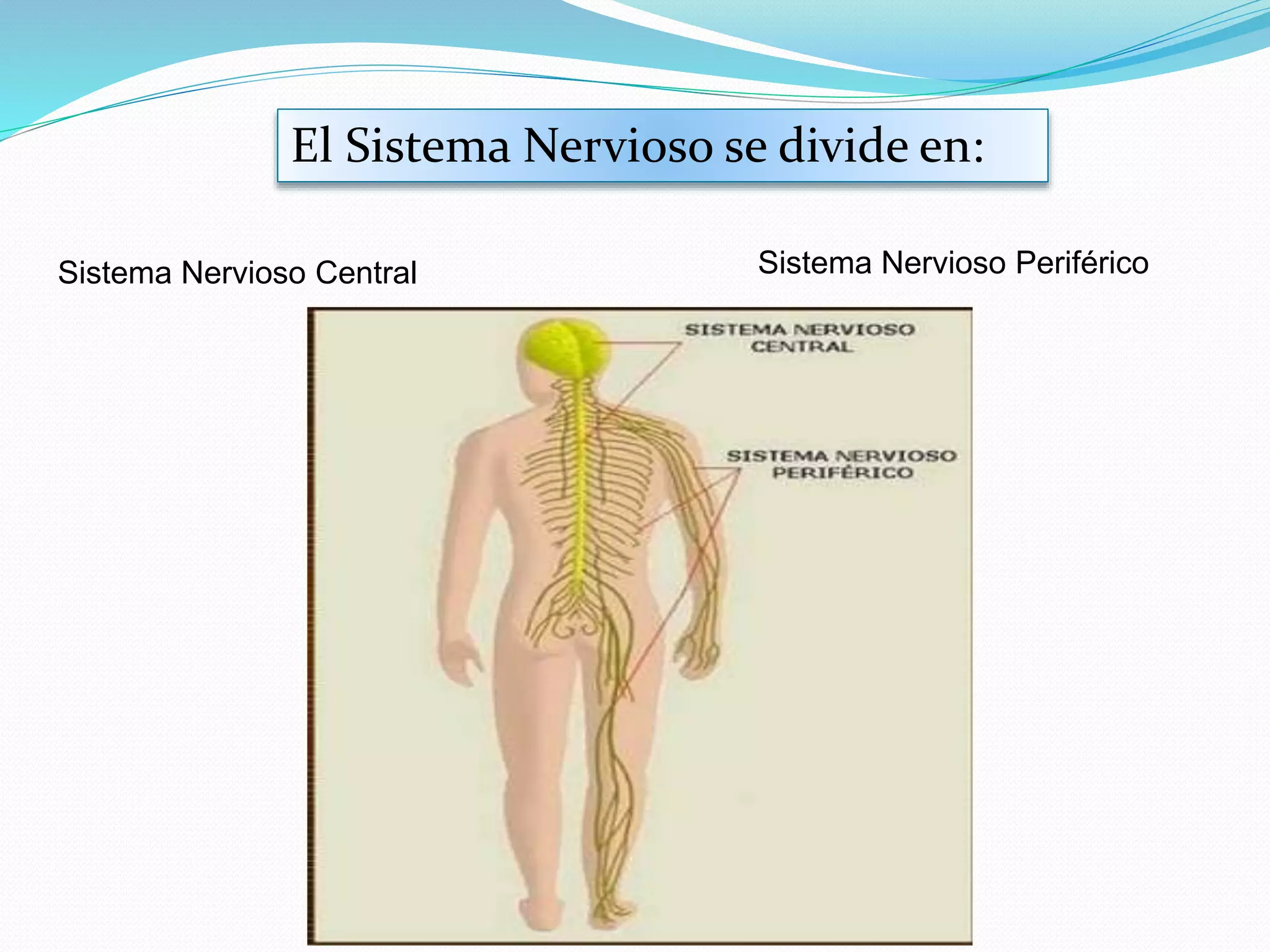 El Sistema Nervioso se divide en: 
Sistema Nervioso Central Sistema Nervioso Periférico 
 