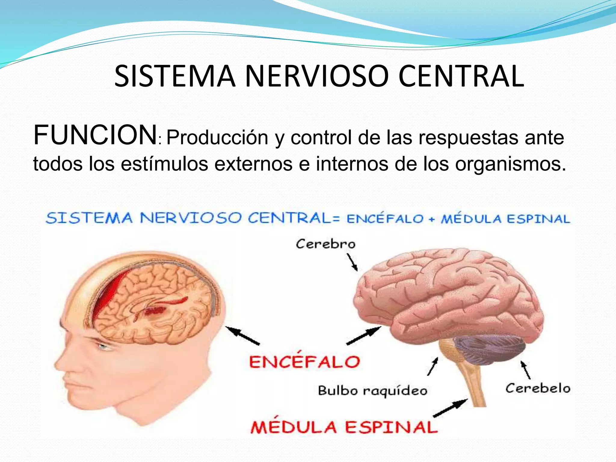 SISTEMA NERVIOSO CENTRAL 
FUNCION: Producción y control de las respuestas ante 
todos los estímulos externos e internos de los organismos. 
 