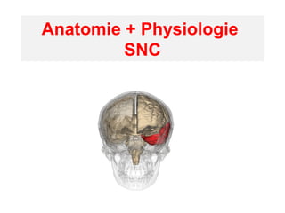 Anatomie + Physiologie
SNC
 