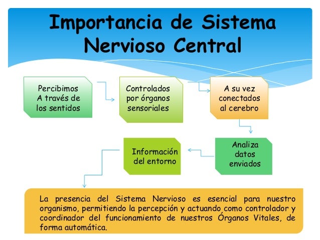 Sistema Nervioso Central Sistema Nervioso Central