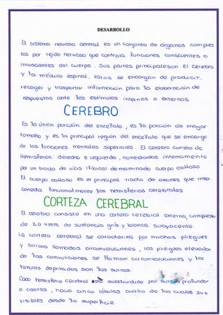 DE§ARROLLO
8I gtSlene f€rvLoÉo CecrtroJ. ¿S Un csp§¡nto de drganos c.{>rr FñeS
tos Por tejldo tervtoso T¡e c.cntroq $onctsnes conscieñtc6 c)
i§cosciente"S det c.uerpo Sos portes prrrcipo.Ieson et C-erebrs
Y o *rd"r*rto esprno.I., astos se eyco*3q* de procrrcir,
recerg¿¡ y trospo¡clr unQorrnoc^dn parc. 1o @ol¡orocidn de
f@spueetos alñ*e los @stfr51o1os t'rrternos o @c¡qr¡grg
CTREBRO
ts )o dnr'co porcrsn éet qn¡qítcrlo , 6 )c. porcx;r. cJe snaóor
torncño y es q prncipol regrdn det encdsolo qse Se encsrgc
dc lqs lrcnc^icnes trg¡tqles -sspeTroras - ü ccrabro e-onxFo de
ttecnis§erros: derecho e izqsresóo , cqrn¿6bodos internarne'ñFe
Pcr §i troeio & ut'c,rS ($ibroa) de-rnorntnodo c»erpo e+lJ"oso
EI U*Fq» srlj.erso es e{ pn'rC¡-pot. -{rqcto de o<c¡res qt)e tvrÑ@'
Conecta $onc,-'onolrnent.,. )os hemr§$arbs cereloro,a:S
CORTEZA CEREBRAI
U @rgbro c.,=nsise e ung. C»rtozO cefebrol. edertq, c-ofnp)?,¡b,
da t O qrn§ de susto.nc¡o Brr'= y-boncq. Subyo.c-e-ne.
Lq c-.prtGza eorobto.I se goroc*-Grt';-e. ppr rnt¡clnos ptrEgtles
Y S§roc's lto¡rpóos c^-rcórlvolucrprrGs , to] ph"€tecs eteuodo,=
éc ).,s .onvurr'cioses se )!.o rnor", cir .cn's[§cionas y qs
Yo¡rcr.> deprr'rn¡'óos soñ )os s..>rcc,s *_ 4 §, . ,
Ccoo harni=Qerie cGreh¡q3.r *fu -so-,^-r.ur,d.¡éo *, §tr.g$+:Q.cndo.
o cls§ras r rac¡o- cin c"s [ókx;to5 cr¡q.tro ée )qs c¡-¡qkat s<¡ b
v tsrbes óasóG )o eloper p.cri-e.
t{
 