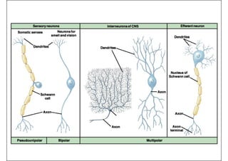 Tema 1: Células del Sistema Nervioso
Página 41
 