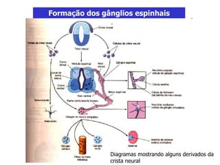 Formação dos gânglios espinhais
Diagramas mostrando alguns derivados da
crista neural
 