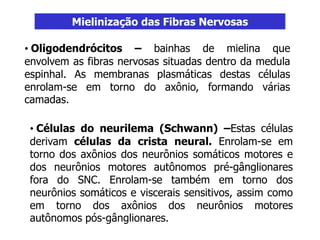 Mielinização das Fibras Nervosas
• Oligodendrócitos – bainhas de mielina que
envolvem as fibras nervosas situadas dentro da medula
espinhal. As membranas plasmáticas destas células
enrolam-se em torno do axônio, formando várias
camadas.
• Células do neurilema (Schwann) –Estas células
derivam células da crista neural. Enrolam-se em
torno dos axônios dos neurônios somáticos motores e
dos neurônios motores autônomos pré-gânglionares
fora do SNC. Enrolam-se também em torno dos
neurônios somáticos e viscerais sensitivos, assim como
em torno dos axônios dos neurônios motores
autônomos pós-gânglionares.
 
