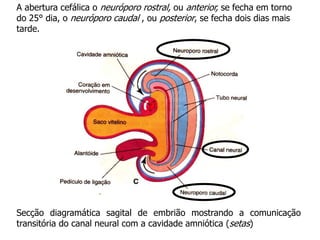 Secção diagramática sagital de embrião mostrando a comunicação
transitória do canal neural com a cavidade amniótica (setas)
A abertura cefálica o neuróporo rostral, ou anterior, se fecha em torno
do 25° dia, o neuróporo caudal , ou posterior, se fecha dois dias mais
tarde.
 