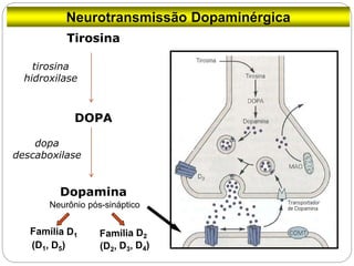 Neurotransmissão Dopaminérgica
Neurônio pós-sináptico
Tirosina
DOPA
Dopamina
tirosina
hidroxilase
dopa
descaboxilase
 