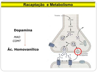 Dopamina
Ác. Homovanílico
MAO
COMT
Racaptação e Metabolismo
 