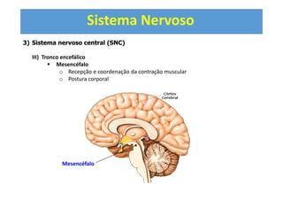 Sistema Nervoso
3) Sistema nervoso central (SNC)
III) Tronco encefálico
Mesencéfalo
o Recepção e coordenação da contração muscular
o Postura corporal
Mesencéfalo
 