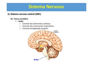 Sistema Nervoso
3) Sistema nervoso central (SNC)
III) Tronco encefálico
Bulbo
o Controle dos batimentos cardíacos
o Controle dos movimentos respiratórios
o Controle da deglutição (engolir)
Bulbo
 