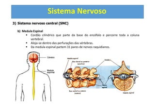 Sistema Nervoso
3) Sistema nervoso central (SNC)
b) Medula Espinal
Cordão cilíndrico que parte da base do encéfalo e percorre toda a coluna
vertebral.
Aloja-se dentro das perfurações das vértebras.
Da medula espinal partem 31 pares de nervos raquidianos.
 