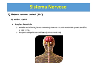Sistema Nervoso
3) Sistema nervoso central (SNC)
b) Medula Espinal
Funções da medula
o Recebe as informações de diversas partes do corpo e as enviam para o encéfalo
e vice-versa.
o Responsável pelos atos reflexos (reflexo medular).
 