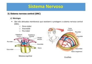 Sistema Nervoso
3) Sistema nervoso central (SNC)
c) Meninges
São três delicadas membranas que revestem e protegem o sistema nervoso central
(SNC).
o Dura-máter
o Aracnóide
o Pia-máter
Medula espinhal
Encéfalo
 