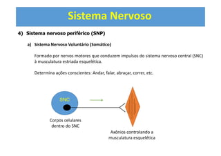 Sistema Nervoso
4) Sistema nervoso periférico (SNP)
a) Sistema Nervoso Voluntário (Somático)
Formado por nervos motores que conduzem impulsos do sistema nervoso central (SNC)
à musculatura estriada esquelética.
Determina ações conscientes: Andar, falar, abraçar, correr, etc.
SNC
Corpos celulares
dentro do SNC
Axônios controlando a
musculatura esquelética
 