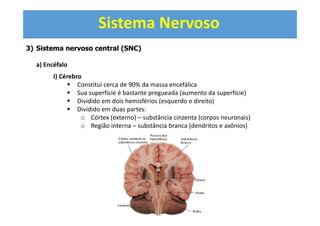 Sistema Nervoso
3) Sistema nervoso central (SNC)
a) Encéfalo
I) Cérebro
Constitui cerca de 90% da massa encefálica
Sua superfície é bastante pregueada (aumento da superfície)
Dividido em dois hemisférios (esquerdo e direito)
Dividido em duas partes:
o Córtex (externo) – substância cinzenta (corpos neuronais)
o Região interna – substância branca (dendritos e axônios)
 