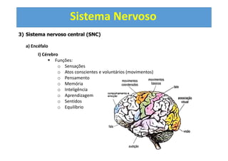 Sistema Nervoso
3) Sistema nervoso central (SNC)
a) Encéfalo
I) Cérebro
Funções:
o Sensações
o Atos conscientes e voluntários (movimentos)
o Pensamento
o Memória
o Inteligência
o Aprendizagem
o Sentidos
o Equilíbrio
 