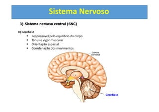 Sistema Nervoso
3) Sistema nervoso central (SNC)
II) Cerebelo
Responsável pelo equilíbrio do corpo
Tônus e vigor muscular
Orientação espacial
Coordenação dos movimentos
Cerebelo
 