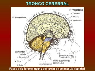 TRONCO CEREBRAL




Passa pelo forame magno até tornar-se em medula espinhal.
 