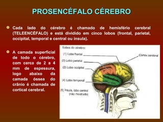 PROSENCÉFALO CÉREBRO

 Cada lado do cérebro é chamado de hemisfério cerebral
  (TELEENCÉFALO) e está dividido em cinco lobos (frontal, parietal,
  occipital, temporal e central ou ínsula).


 A camada superficial
  de todo o cérebro,
  com cerca de 2 a 4
  mm de espessura,
  logo      abaixo   da
  camada óssea do
  crânio é chamada de
  cortical cerebral.
 