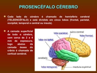 PROSENCÉFALO CÉREBRO

 Cada lado do cérebro é chamado de hemisfério cerebral
  (TELEENCÉFALO) e está dividido em cinco lobos (frontal, parietal,
  occipital, temporal e central ou ínsula).


 A camada superficial
  de todo o cérebro,
  com cerca de 2 a 4
  mm de espessura,
  logo      abaixo   da
  camada óssea do
  crânio é chamada de
  cortical cerebral.
 
