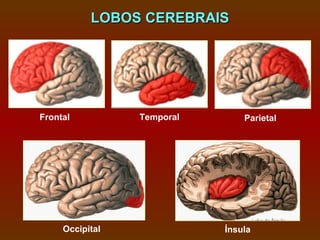 LOBOS CEREBRAIS




Frontal          Temporal       Parietal




     Occipital              Ínsula
 