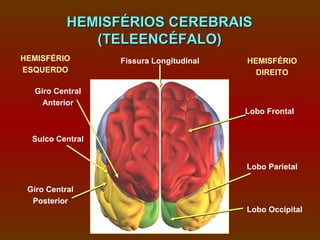 HEMISFÉRIOS CEREBRAIS
              (TELEENCÉFALO)
HEMISFÉRIO        Fissura Longitudinal   HEMISFÉRIO
ESQUERDO                                   DIREITO

  Giro Central
    Anterior
                                         Lobo Frontal


  Sulco Central


                                         Lobo Parietal

 Giro Central
  Posterior
                                         Lobo Occipital
 