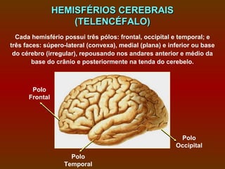 HEMISFÉRIOS CEREBRAIS
                    (TELENCÉFALO)
  Cada hemisfério possui três pólos: frontal, occipital e temporal; e
três faces: súpero-lateral (convexa), medial (plana) e inferior ou base
 do cérebro (irregular), repousando nos andares anterior e médio da
        base do crânio e posteriormente na tenda do cerebelo.



       Polo
      Frontal




                                                          Polo
                                                         Occipital
                    Polo
                  Temporal
 
