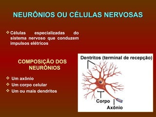 NEURÔNIOS OU CÉLULAS NERVOSAS

 Células    especializadas do
  sistema nervoso que conduzem
  impulsos elétricos



     COMPOSIÇÃO DOS
        NEURÔNIOS
 Um axônio
 Um corpo celular
 Um ou mais dendritos
 