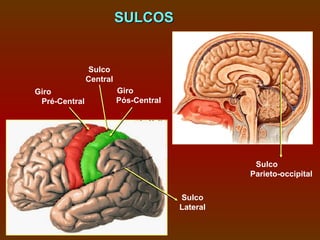 SULCOS


               Sulco
               Central
Giro                     Giro
 Pré-Central             Pós-Central




                                                  Sulco
                                                 Parieto-occipital

                                       Sulco
                                       Lateral
 