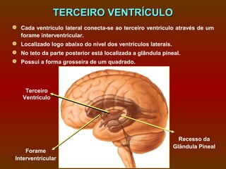 TERCEIRO VENTRÍCULO
 Cada ventrículo lateral conecta-se ao terceiro ventrículo através de um
  forame interventricular.
 Localizado logo abaixo do nível dos ventrículos laterais.
 No teto da parte posterior está localizada a glândula pineal.
 Possui a forma grosseira de um quadrado.




     Terceiro
    Ventrículo




                                                              Recesso da
                                                            Glândula Pineal
     Forame
 Interventricular
 