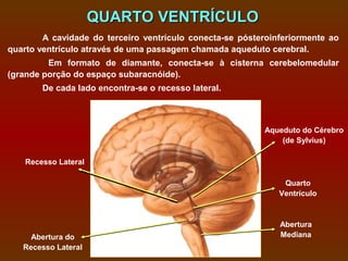 QUARTO VENTRÍCULO
        A cavidade do terceiro ventrículo conecta-se pósteroinferiormente ao
quarto ventrículo através de uma passagem chamada aqueduto cerebral.
         Em formato de diamante, conecta-se à cisterna cerebelomedular
(grande porção do espaço subaracnóide).
        De cada lado encontra-se o recesso lateral.



                                                          Aqueduto do Cérebro
                                                              (de Sylvius)

    Recesso Lateral

                                                               Quarto
                                                              Ventrículo



                                                              Abertura
     Abertura do                                              Mediana
   Recesso Lateral
 