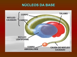 NÚCLEOS DA BASE
 