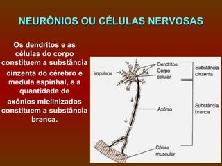 NEURÔNIOS OU CÉLULAS NERVOSAS

   Os dendritos e as
    células do corpo
constituem a substância
 cinzenta do cérebro e
  medula espinhal, e a
     quantidade de
 axônios mielinizados
constituem a substância
         branca.
 