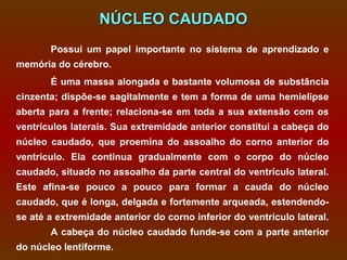 NÚCLEO CAUDADO
       Possui um papel importante no sistema de aprendizado e
memória do cérebro.
       É uma massa alongada e bastante volumosa de substância
cinzenta; dispõe-se sagitalmente e tem a forma de uma hemielipse
aberta para a frente; relaciona-se em toda a sua extensão com os
ventrículos laterais. Sua extremidade anterior constitui a cabeça do
núcleo caudado, que proemina do assoalho do corno anterior do
ventrículo. Ela continua gradualmente com o corpo do núcleo
caudado, situado no assoalho da parte central do ventrículo lateral.
Este afina-se pouco a pouco para formar a cauda do núcleo
caudado, que é longa, delgada e fortemente arqueada, estendendo-
se até a extremidade anterior do corno inferior do ventrículo lateral.
       A cabeça do núcleo caudado funde-se com a parte anterior
do núcleo lentiforme.
 