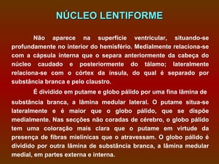 NÚCLEO LENTIFORME

        Não aparece na superfície ventricular, situando-se
profundamente no interior do hemisfério. Medialmente relaciona-se
com a cápsula interna que o separa anteriormente da cabeça do
núcleo caudado e posteriormente do tálamo; lateralmente
relaciona-se com o córtex da ínsula, do qual é separado por
substância branca e pelo claustro.
       É dividido em putame e globo pálido por uma fina lâmina de
substância branca, a lâmina medular lateral. O putame situa-se
lateralmente e é maior que o globo pálido, que se dispõe
medialmente. Nas secções não coradas de cérebro, o globo pálido
tem uma coloração mais clara que o putame em virtude da
presença de fibras mielínicas que o atravessam. O globo pálido é
dividido por outra lâmina de substância branca, a lâmina medular
medial, em partes externa e interna.
 