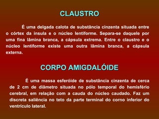 CLAUSTRO
       É uma delgada calota de substância cinzenta situada entre
o córtex da ínsula e o núcleo lentiforme. Separa-se daquele por
uma fina lâmina branca, a cápsula extrema. Entre o claustro e o
núcleo lentiforme existe uma outra lâmina branca, a cápsula
externa.


               CORPO AMIGDALÓIDE
         É uma massa esferóide de substância cinzenta de cerca
 de 2 cm de diâmetro situada no pólo temporal do hemisfério
 cerebral, em relação com a cauda do núcleo caudado. Faz um
 discreta saliência no teto da parte terminal do corno inferior do
 ventrículo lateral.
 