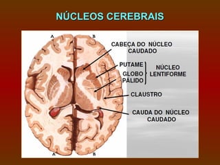 NÚCLEOS CEREBRAIS
 