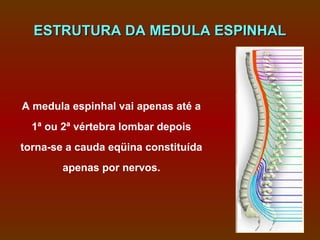 ESTRUTURA DA MEDULA ESPINHAL




A medula espinhal vai apenas até a
  1ª ou 2ª vértebra lombar depois
torna-se a cauda eqüina constituída
        apenas por nervos.
 