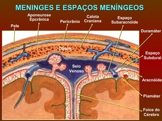 MENINGES E ESPAÇOS MENÍNGEOS
       Aponeurose                  Calota
        Epcrânica                              Espaço
                    Pericrânio    Craniana   Subaracnóide
Pele
                                                            Duramáter



                    Díploe
                                                              Espaço
                                                             Subdural

                          Seio
                         Venoso

                                                            Aracnóide


                                                             Piamáter


                                                            Foice do
                                                            Cérebro
 