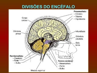 DIVISÕES DO ENCÉFALO
 