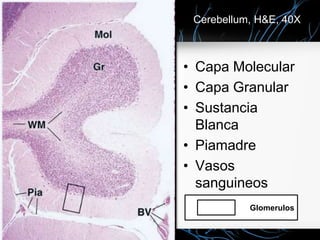 Cerebellum, H&E, 40X
• Capa Molecular
• Capa Granular
• Sustancia
Blanca
• Piamadre
• Vasos
sanguineos
Glomerulos
