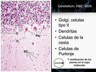 Cerebellum, H&E, 400X
• Golgi, celulas
tipo II
• Dendritas
• Celulas de la
cesta
• Celulas de
Purkinje
T ramificación de los
axones en la capa
molecular